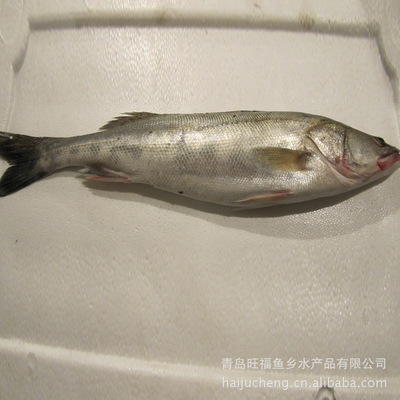 【供應(yīng)鱸魚(yú)/鮮活魚(yú)類(lèi)/水產(chǎn)魚(yú)類(lèi)/魚(yú)類(lèi)批發(fā)/冷藏魚(yú)類(lèi)【圖】】?jī)r(jià)格,廠家,圖片,鮮活/冷凍水產(chǎn),青島旺福魚(yú)鄉(xiāng)水產(chǎn)品-