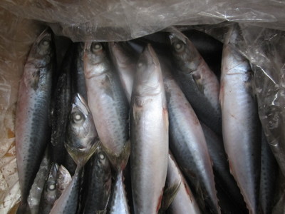 船凍青占魚(yú) 鎖住深海的鮮味密碼——來(lái)自臺(tái)州市興益水產(chǎn)的舌尖推薦